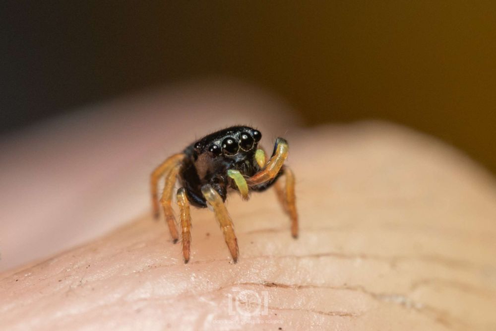 Little chonky shiny black jumping spider with yellow palps and orange legs, cleaning of her feet in her chelicerae, while peering up at you 