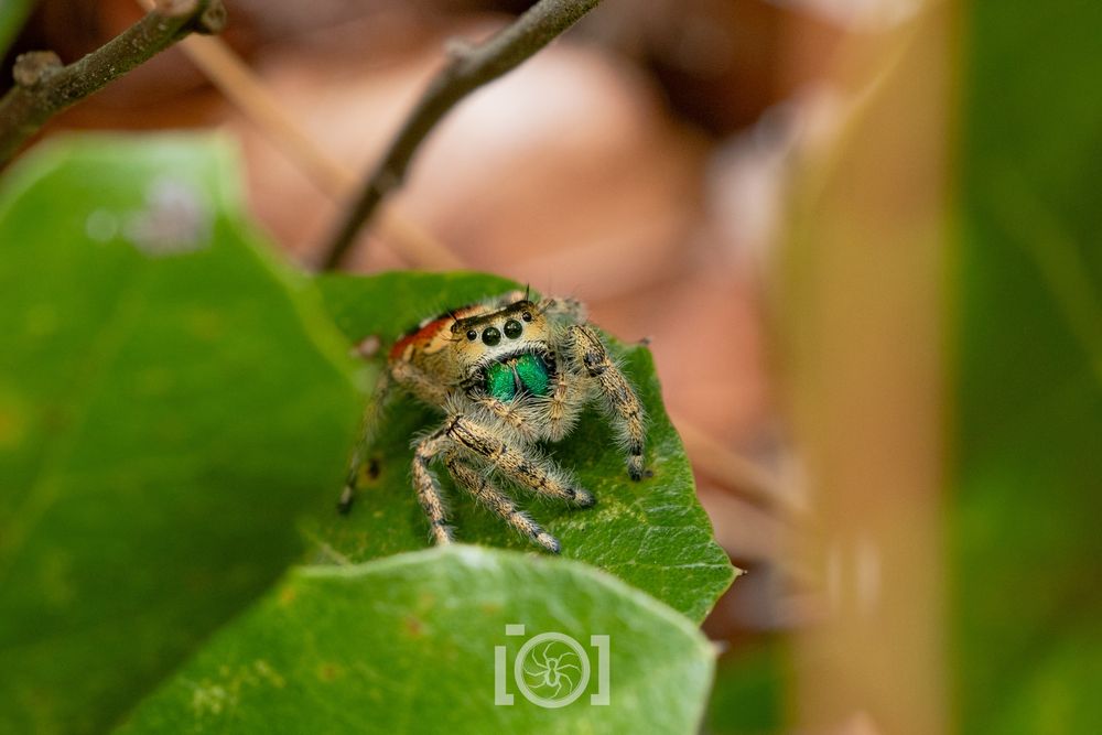 Pale golden floofy jumping spider with a hint of the red booty showing behind her, palps partially covering her emerald green chelicerae; she's on an oak leaf peering up at you 
