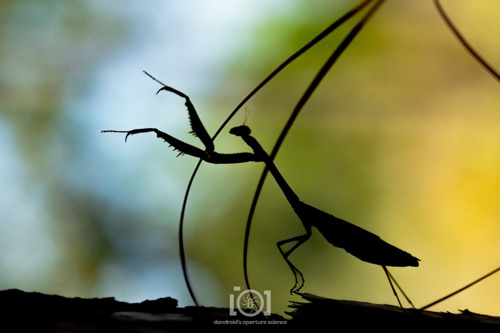 Silhouette of a large mantis, with grabby hands reaching forward, against a soft backdrop of blurry blue sky and trees 
