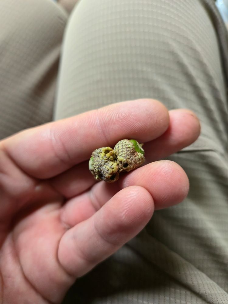 Pair of green acorns still in their caps, which are misshapen and have a couple of holes where some creature or another used to reside