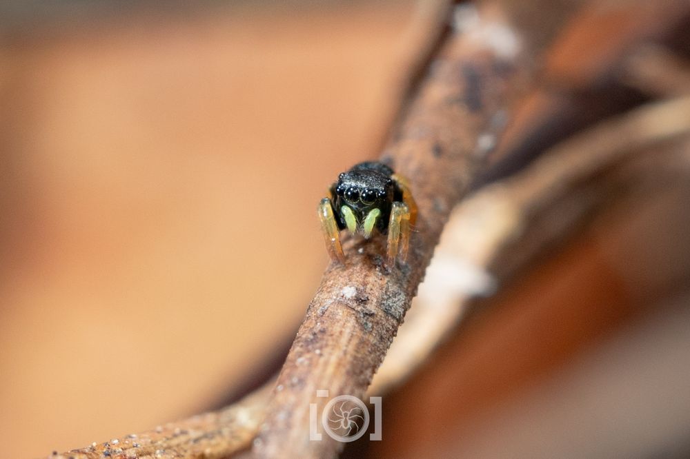Tiny shiny chonky black jumping spider with bright yellow palps and stubby orange legs, barely the width of the dry pine needle he's on, peering at you 