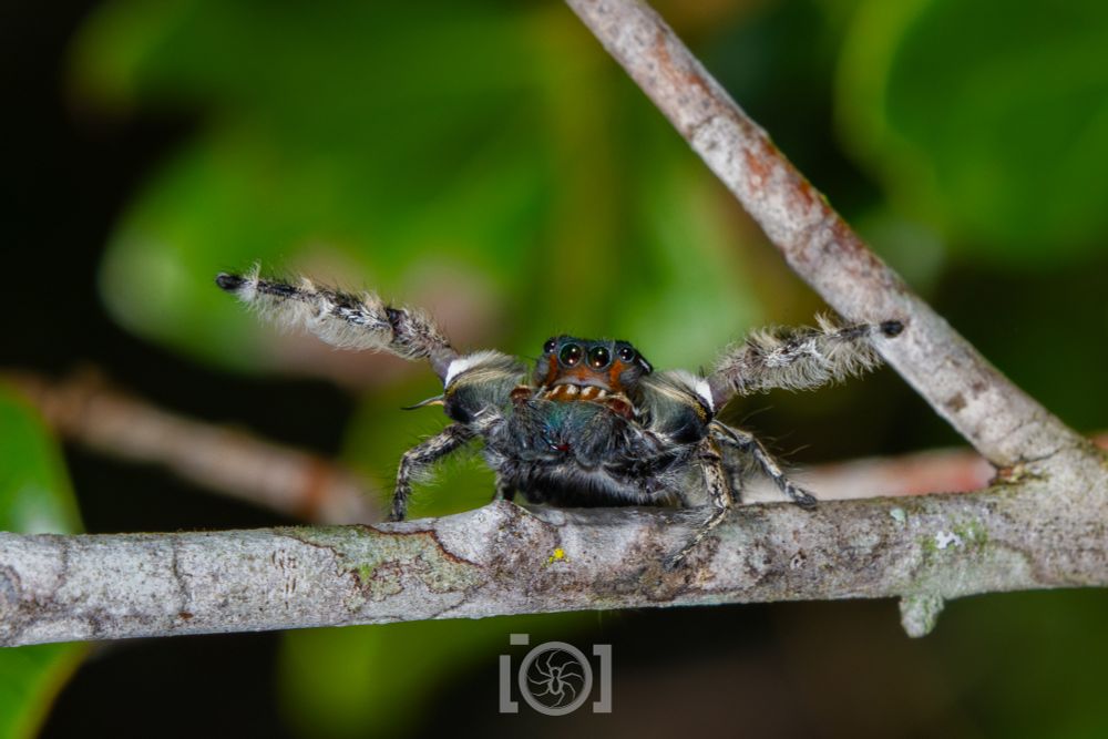 Phidippus richmani male jumping spider giving an "I cm large spood" display; he's got his fancy 1st leg pair spread wide like an airplane, showing off his impressive floof. The 1st segment of his 1st leg pair have large tufts of floof, soft grey-green below and a bright white streak above. His face has two dark red stripes just outside his two large eyes, and below has vertical white bands which make it look like he has teeth. He's on an oak twig, doing his display at you