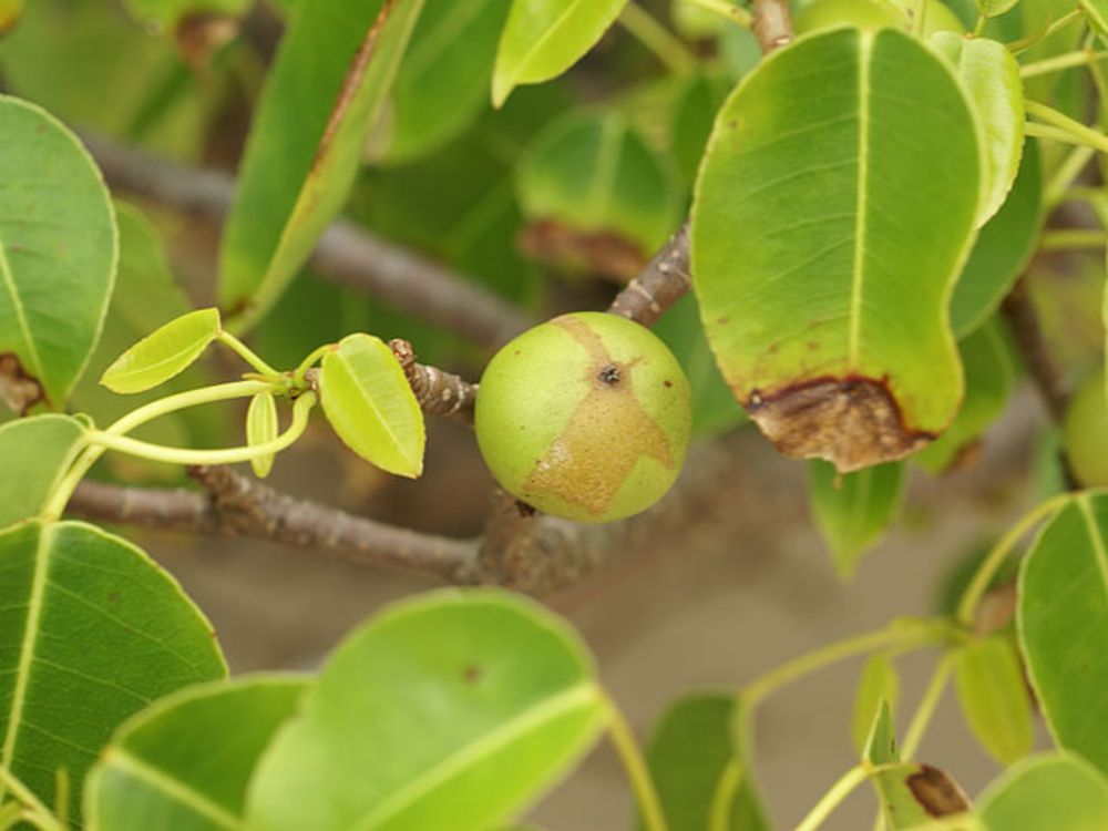 Manchineel - Wikipedia