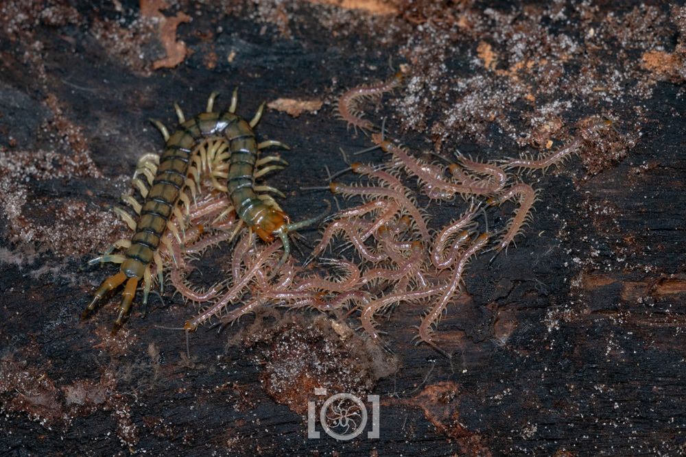 Pale green centipede curled up on top of a few of her pink children, with 20+ more scurrying over each other beside her 
