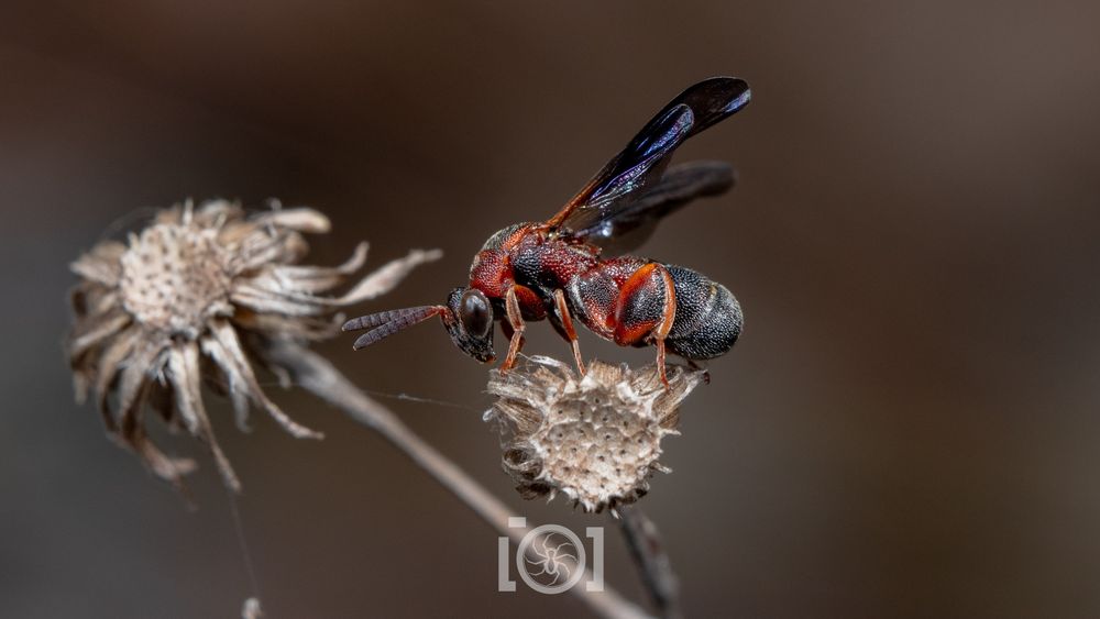 Strange stubby dark red and black hunchbacked wasp with black wings, at rest on a dead flower stalk of some kind 
