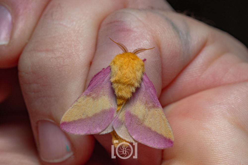 The colorful floof on my finger 