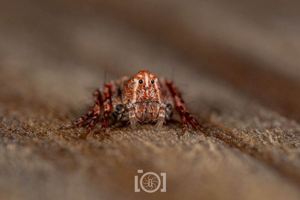 Red and white lynx spider child with a high flat face and big peering eyes, legs bunched around her on the grained boardwalk wood