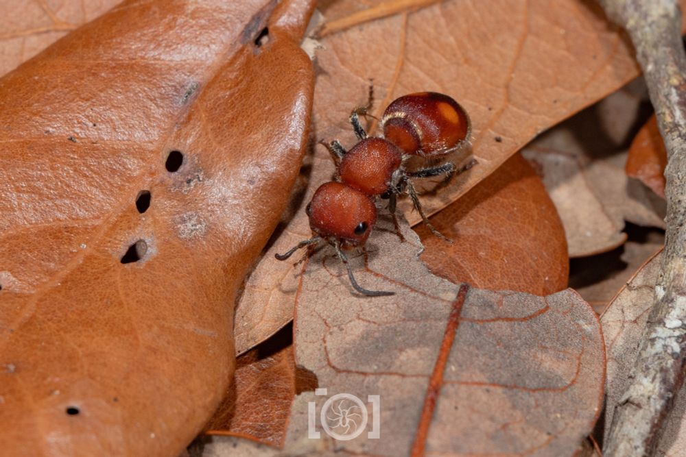 Large red velvet ant on dry oak leaves, nearly facing you. Her head is a rounded square 