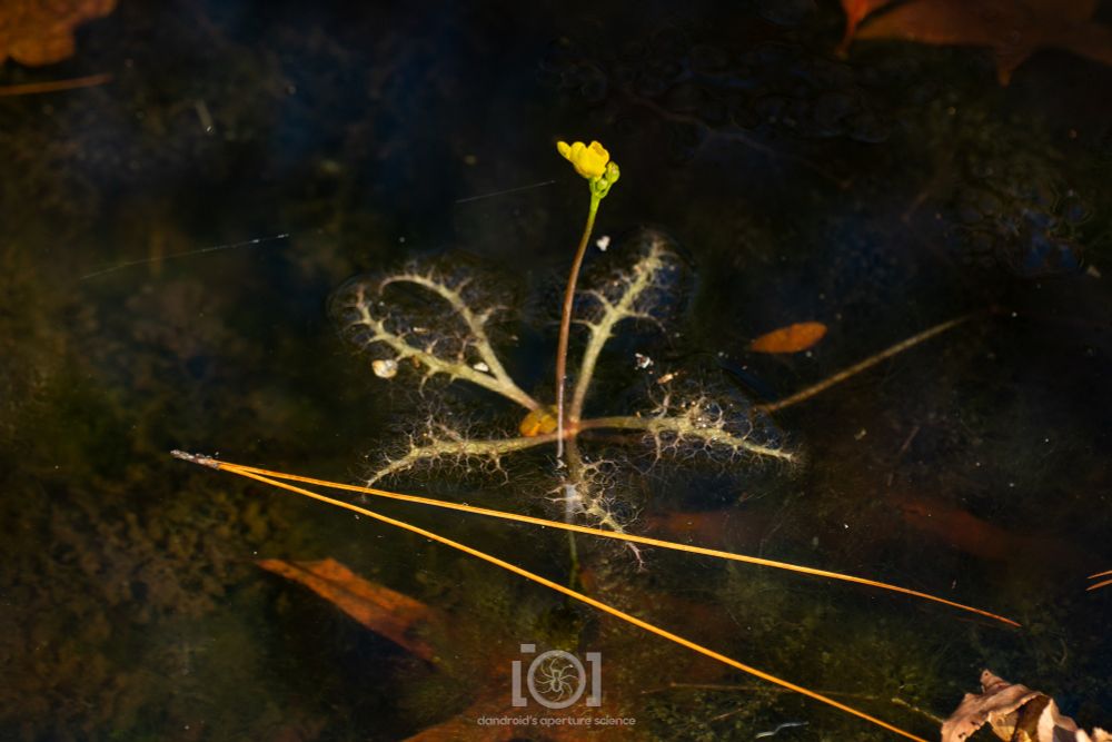 Slender stalk tipped with a yellow flower, shooting out of shallow water; visible below the surface are the root-like tendrils which trap and digest insects