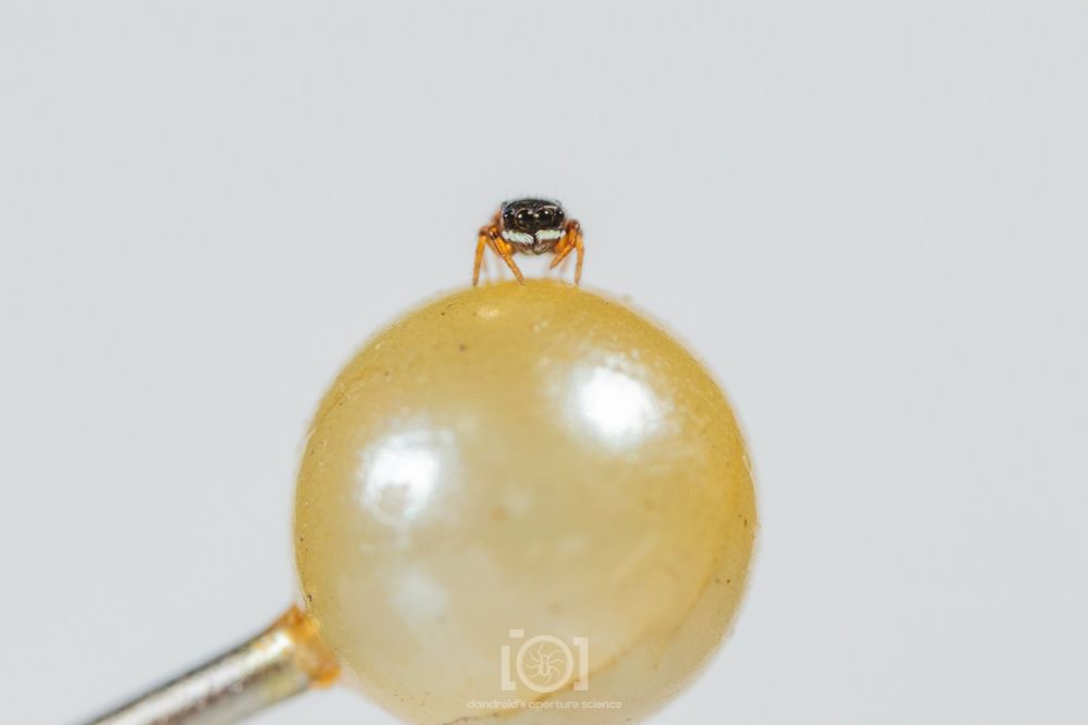 Tiny black salticid with orange legs and white palps, perched on a gold pinhead