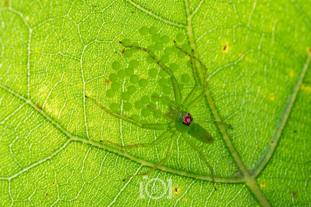 Leggy translucent green jumping spider with a bright orange hat, legs stretched over a patch of her little round green eggs. The scene is back-lit through a green oak leaf 