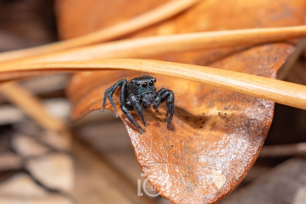 Perky face of the lad, who's perched on a dry oak leaf 