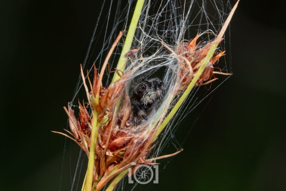 Young Phidippus audax child, in her little silk hammock amongst grass seeds, peering out at you 