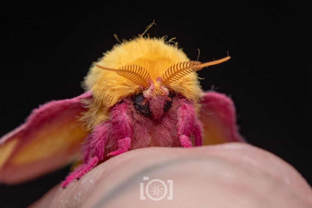 Close shot of his face, on my finger. Large feathery yellow antennae, black eyes barely visible in the pink floof