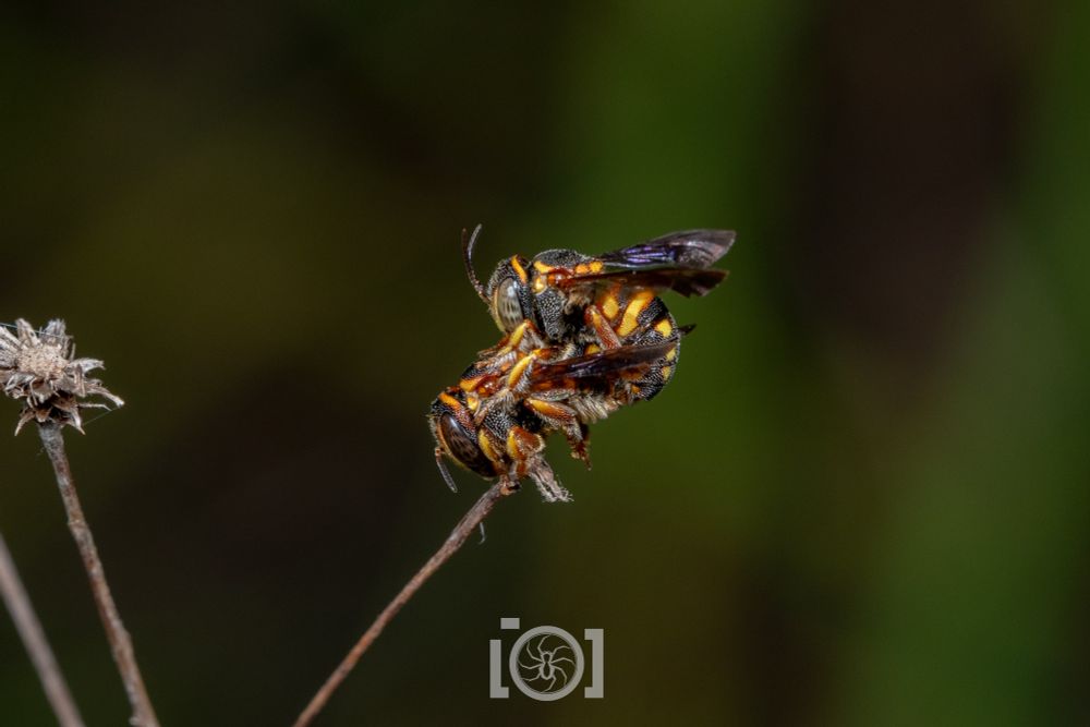 Side view of the pair on the stalk 