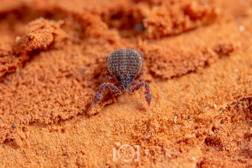 Chonky teardrop shaped pseudoscorpion with sparse white setae all over, and modest pinchy claws at the ready 