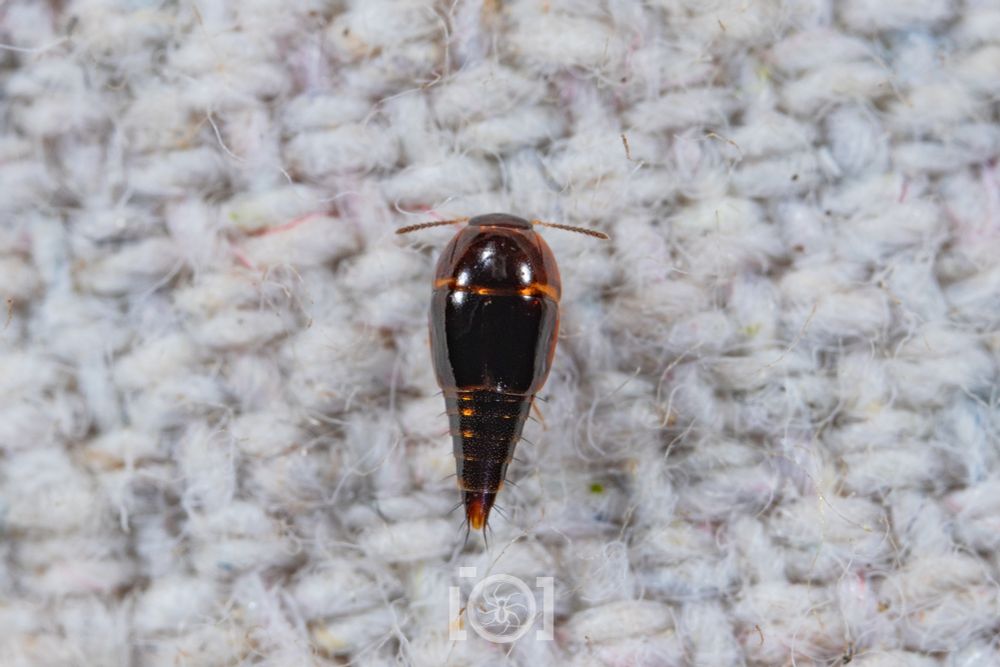 Shiny black teardrop shaped beetle, elytra only halfway over its body. Maybe 2-3mm long. Two silly slender antennae coming out the sides of its miniscule head 