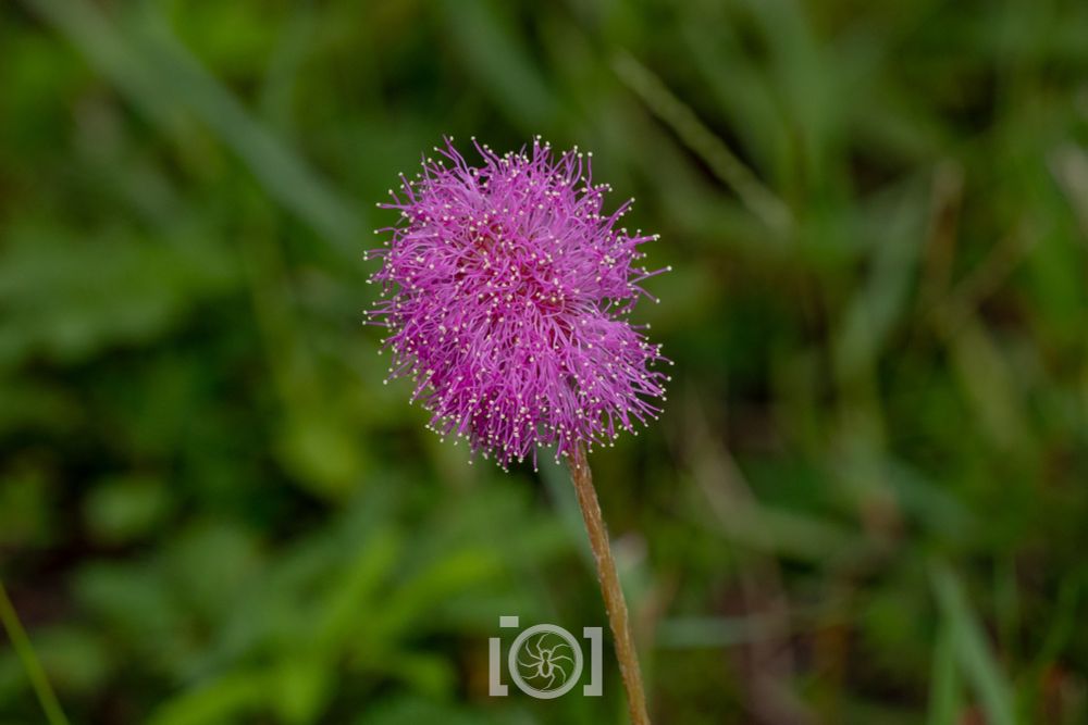 Poof of a flower like a bundle of dandelion seeds but purple and each wispy strand is tipped with a yellow dot
