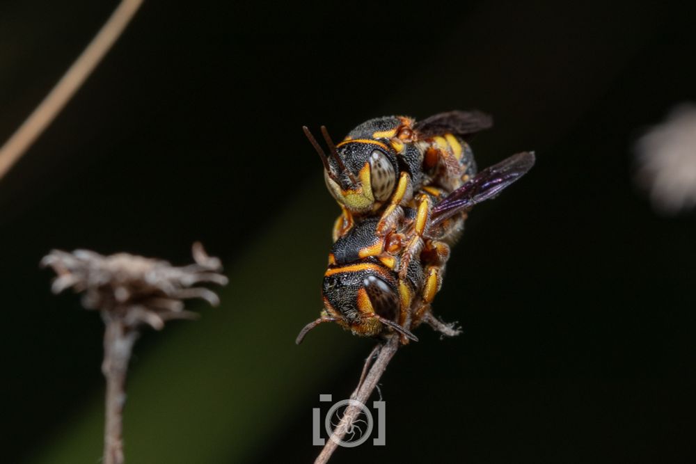 Two very round and stubby black and orange bees, on a dried stalk, mating bee-style (like doggy-style but Bee). They're facing you, big soft compound eyes peering 
