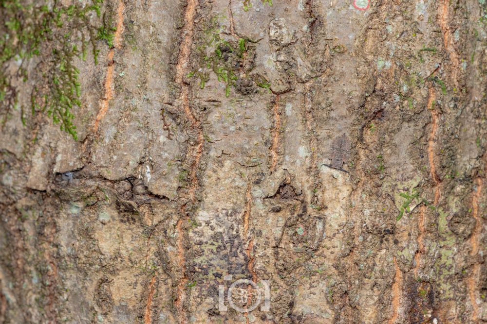 Wide shot of a tree bark with a flat brown owlfly baby lying in wait, large jaws at the ready, barely visible against the bark 