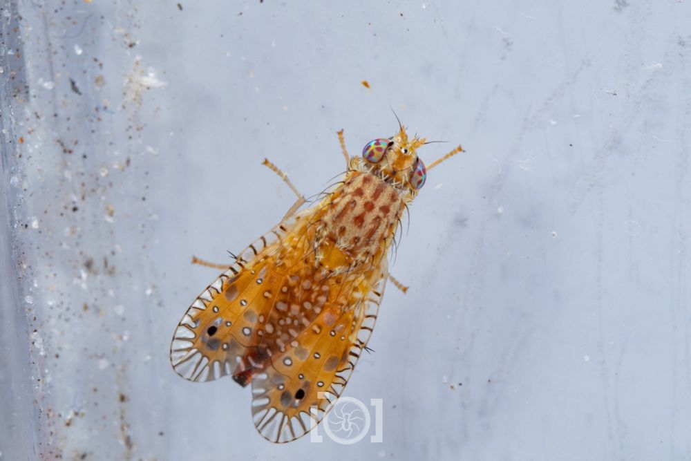 Top view; wings are folded, they have a transparent outer edge with dark veins like zebra stripes, and orange with like blue-ringed octopus spots on the inner surface. 