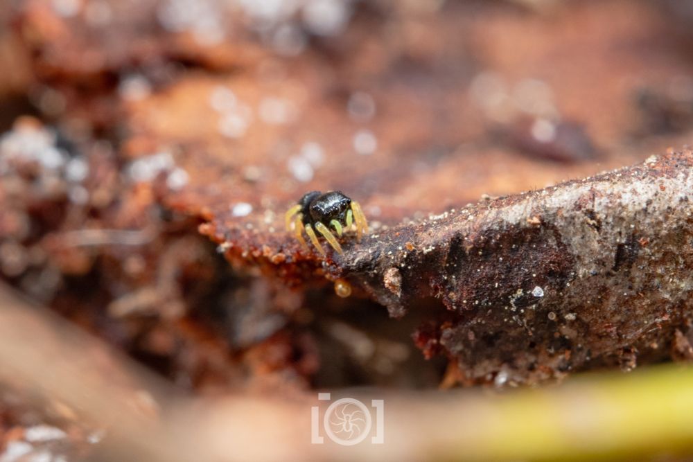 Another black lump on a decaying oak leaf, very bright yellow palps and legs 