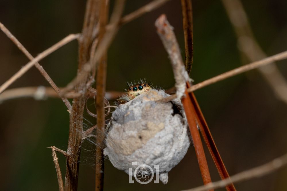 Phidippus clarus jumping spider peering over an old round grey potter wasp house, just her eyes and head floof visible, peering at you 