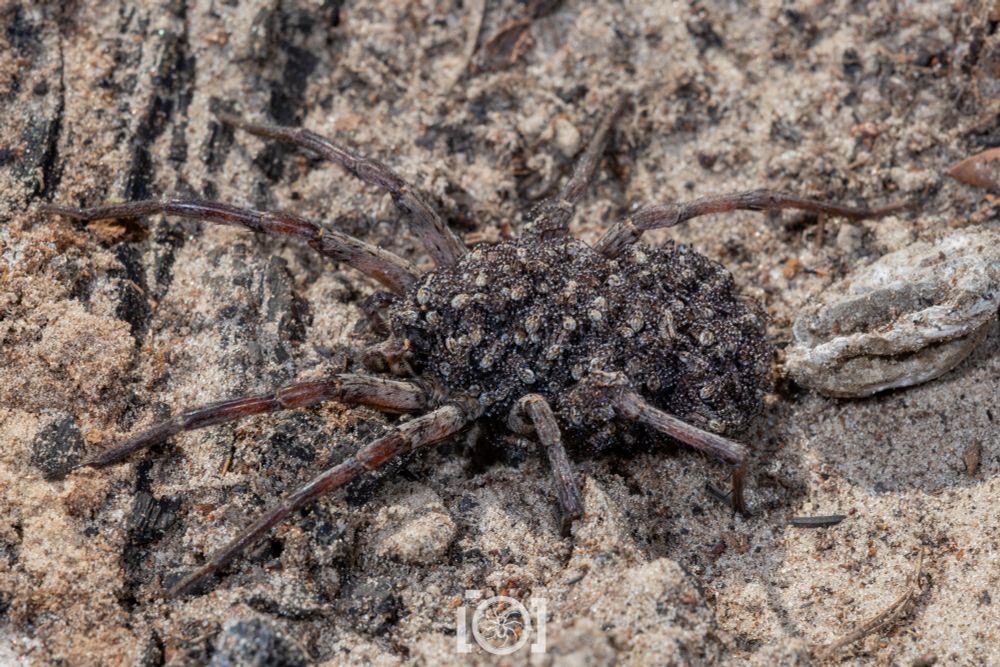 Top view of the lass and her brood