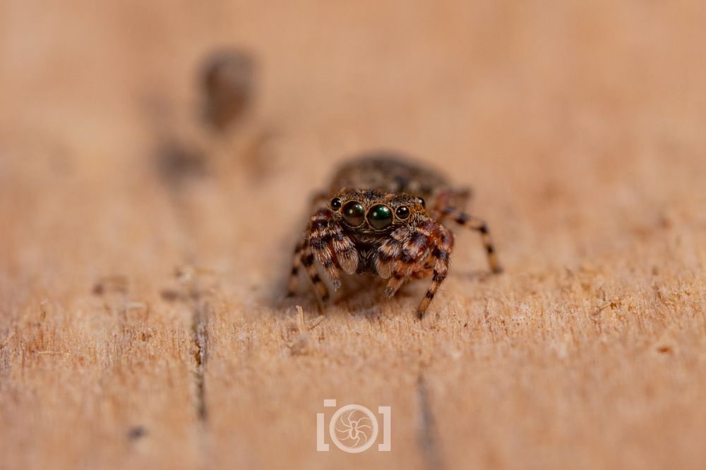 Stripy dark brown jumping spider with thick short legs bunched close around her, peering up at you shyly 