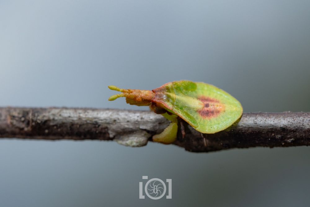 Top view of the creature; body is leaf-like, with the head and "neck" like the stem 