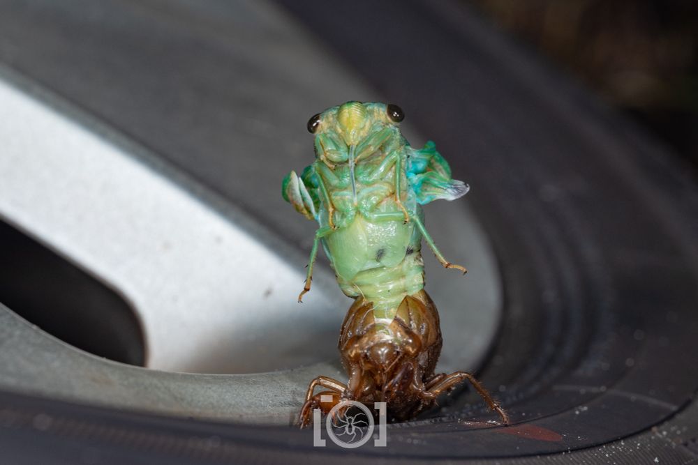 Chonky bright green cicada emerging from their old skin, wings still crumpled