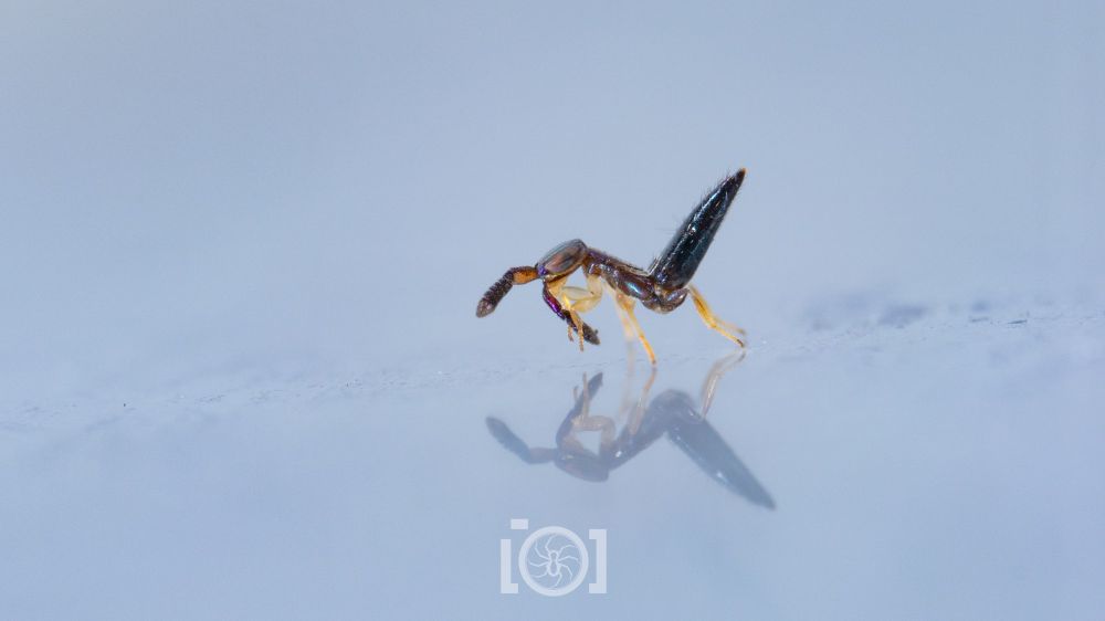 Slender colorful little encyrtid wasp with dark booty held in the air as she grooms her thick feathery purple-ish antennae. Her compound eyes are a flat oval to match the shape of her head 