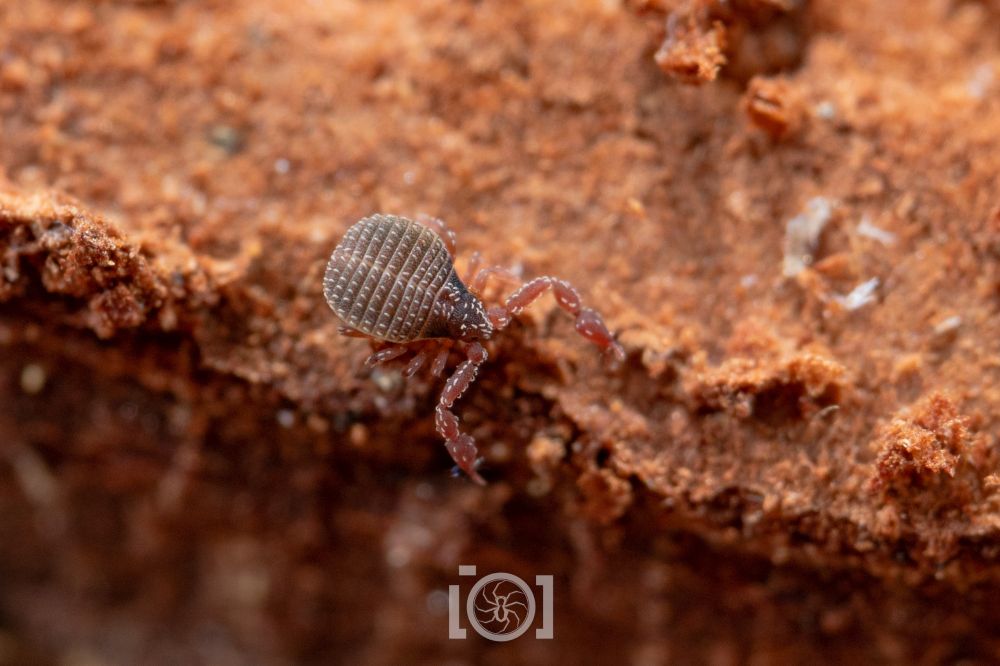 Tiny stubby round brown pseudoscorpion with reddish pinchy arms, covered in sparse white setae 