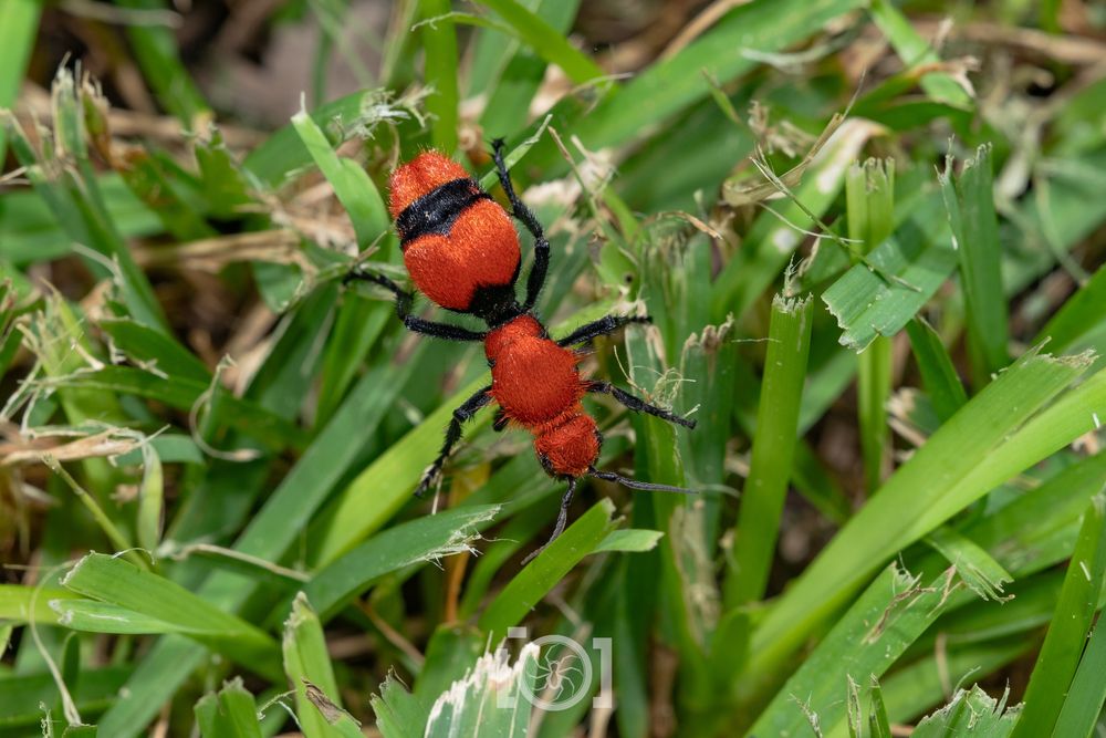 Large bright red and black velvet ant, very much leaning in to the velvet aspect. Running through grass