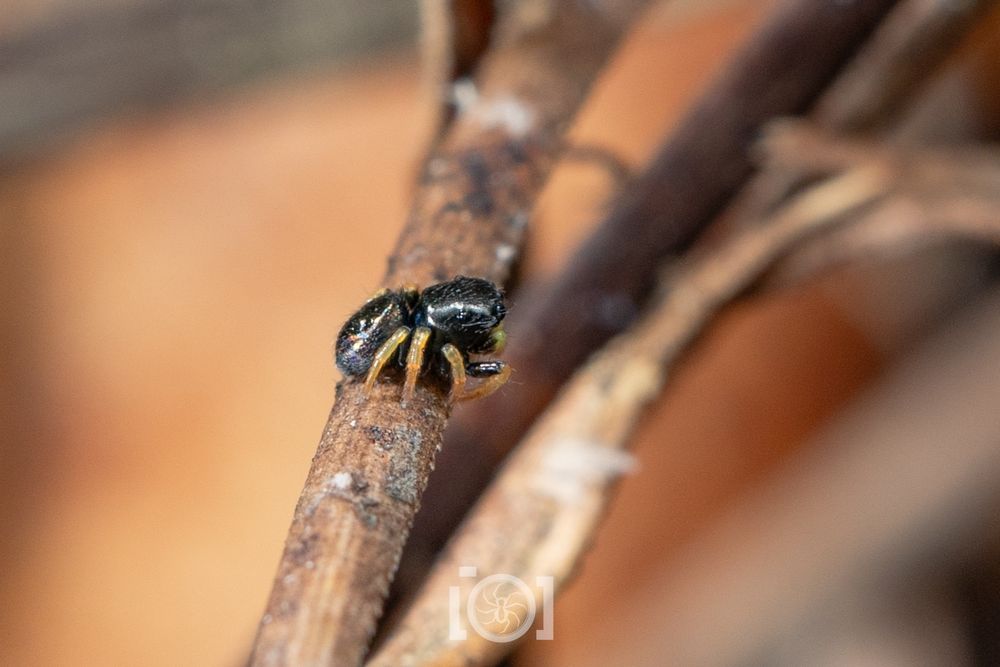 The stubby little black lump in a profile shot, peering to right of frame from his pine needle 