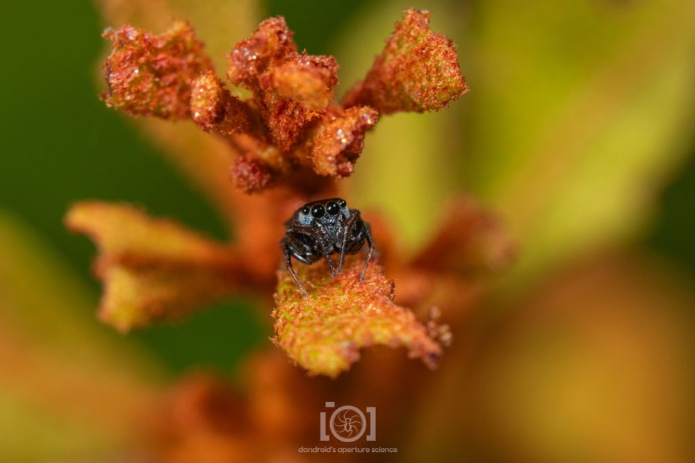 Boxy little black jumping spider with a silvery face, legs bunched around him, peering up at you from rust-colored leaves