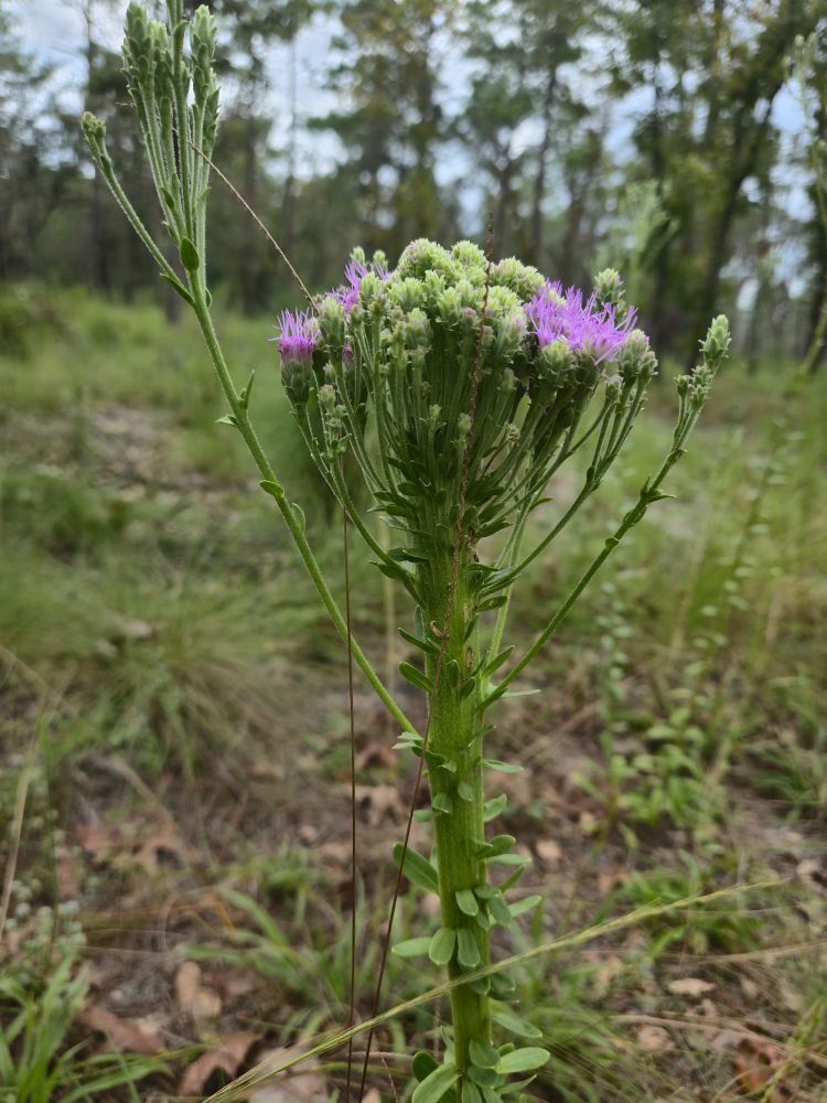 View of the full plant with its wide blade-like fasciated stem terminating in menorah-like branching flower stalks and the long wavy fasciated bud in the center 