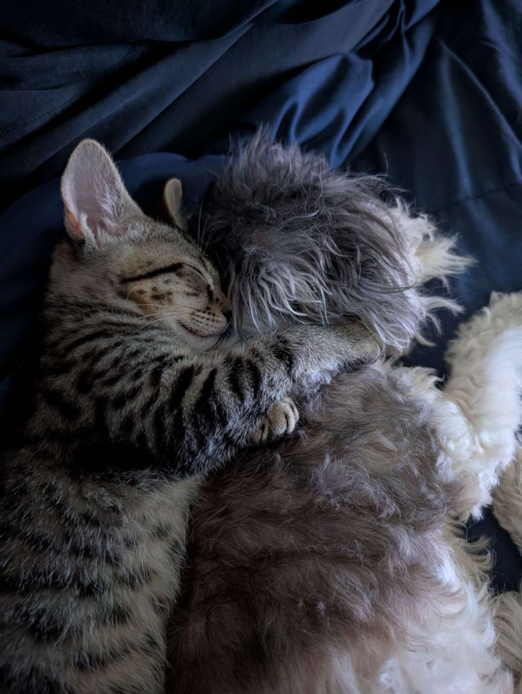 Grey and black stripy kitten, asleep, spooning a sleeping floofy grey dog, his paw on the dog's neck in embrace 