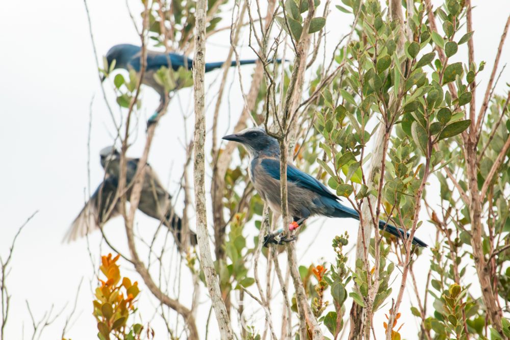 Magnificent dark blue scrub jay in profile, perched on a woody shrub with 2 other jays in the background. The bird is banded red and blue