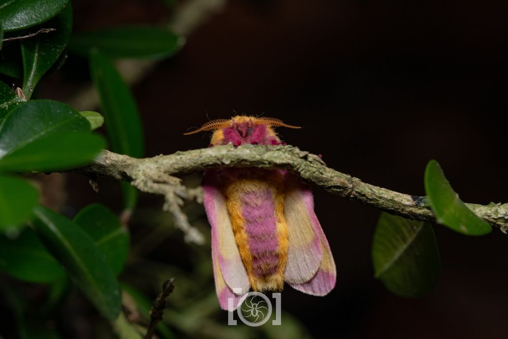 Ridiculously floofy and brightly colored pink and yellow rosy maple moth, on a twig, his little face peering over it at you. 