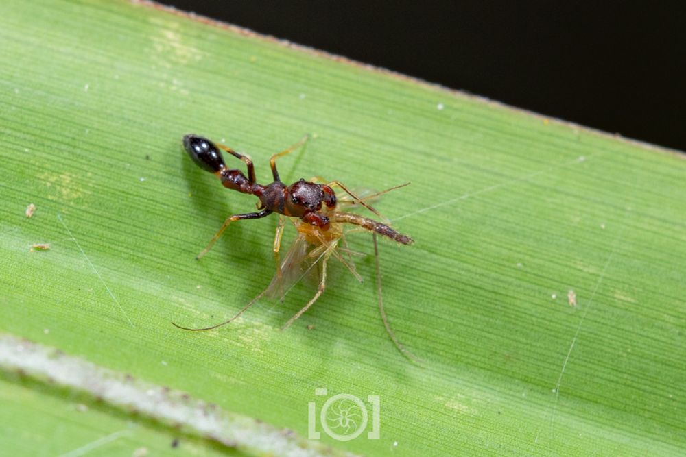 Top view of a red and black ant mimic jumping spider feeding on a large yellowish midge