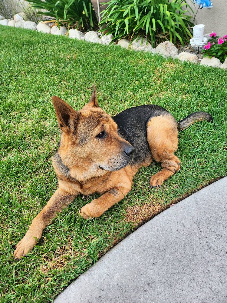 A German Shepherd / Chinese Shar Pei mixed-breed dog on a bed of grass. 