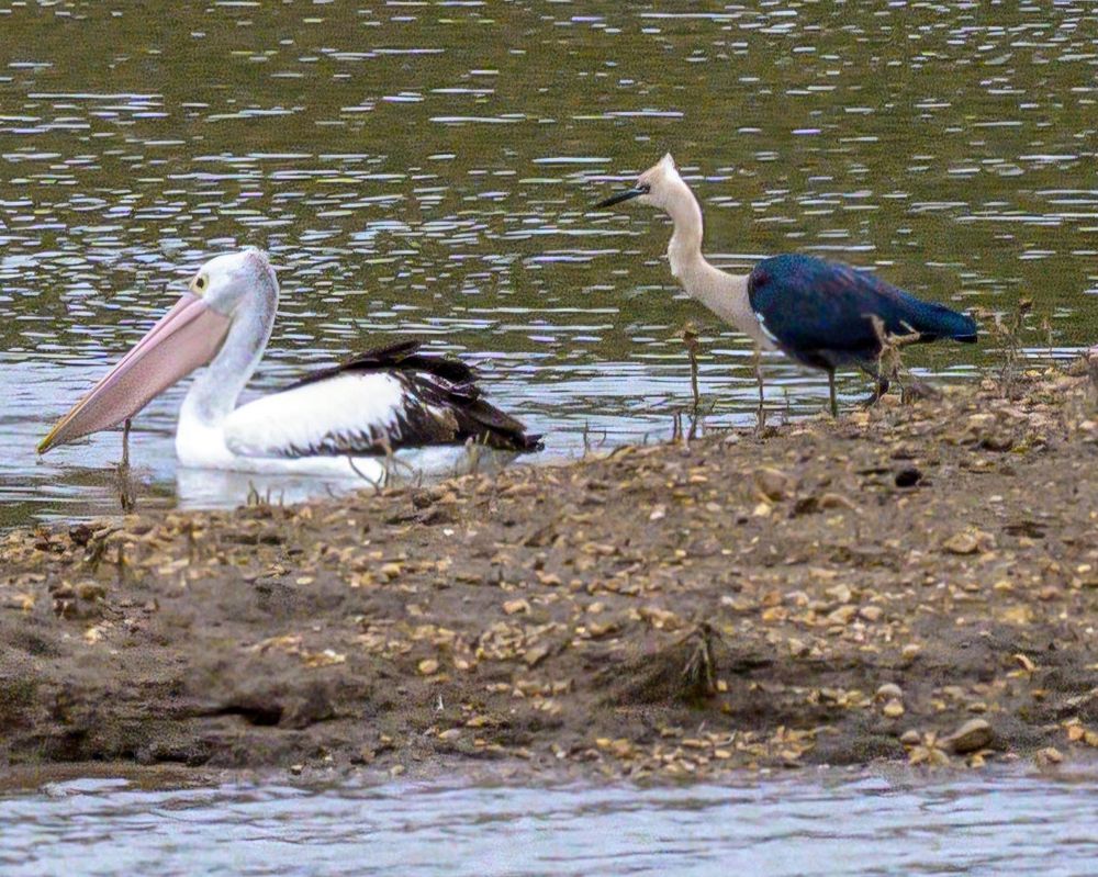 Pelican and the bird I'm trying to identify.
