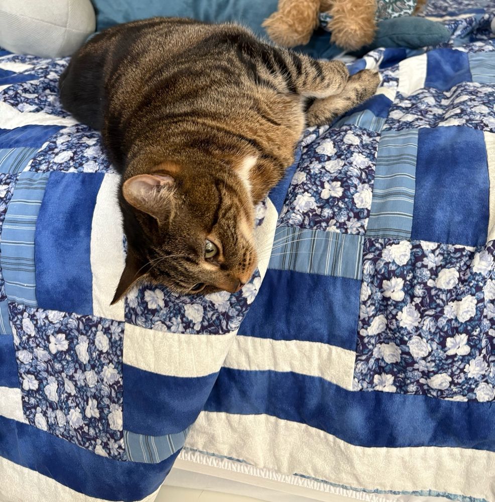 A small brown and black tabby cat lounges on the bed, her head hanging off the side