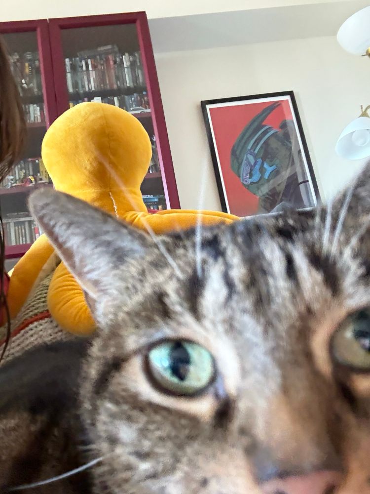 A close up of the eyes and one ear of a brown and black tabby.