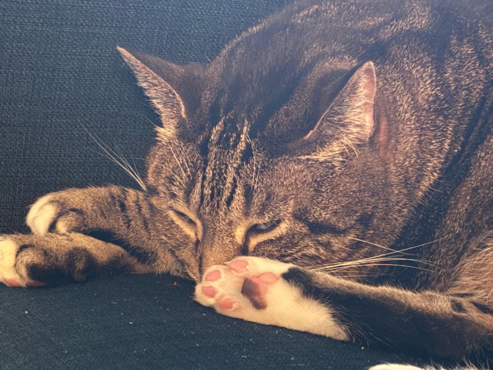 A brown tabby lies on a blue sofa chair, her pink beans clearly visible on her white feets