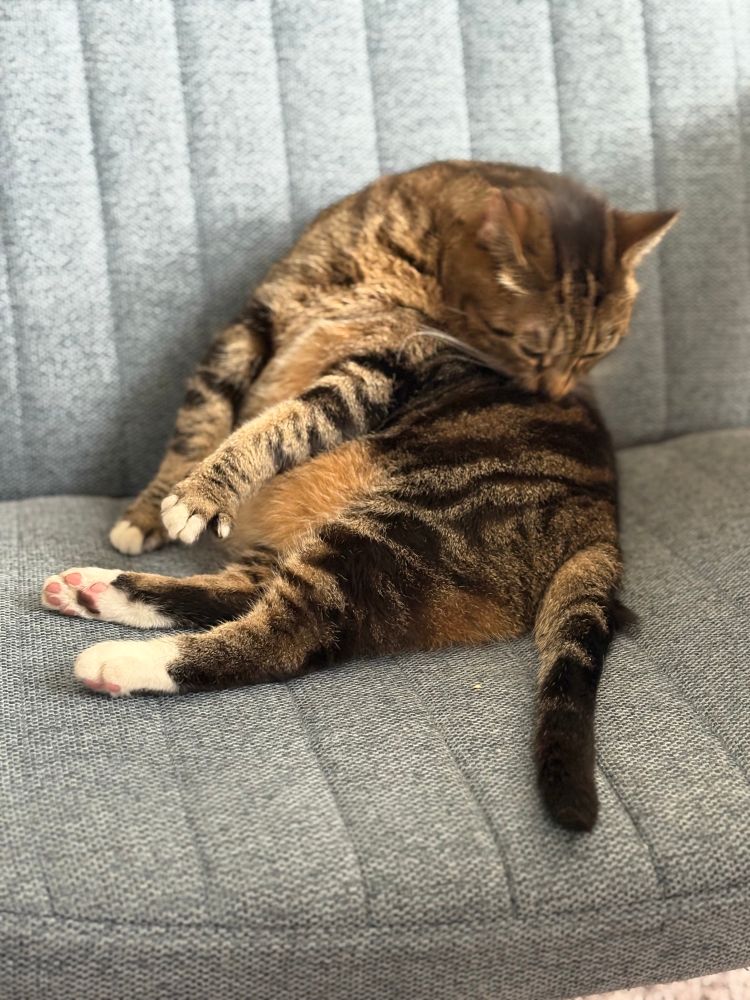 A brown tabby cat is cleaning herself.