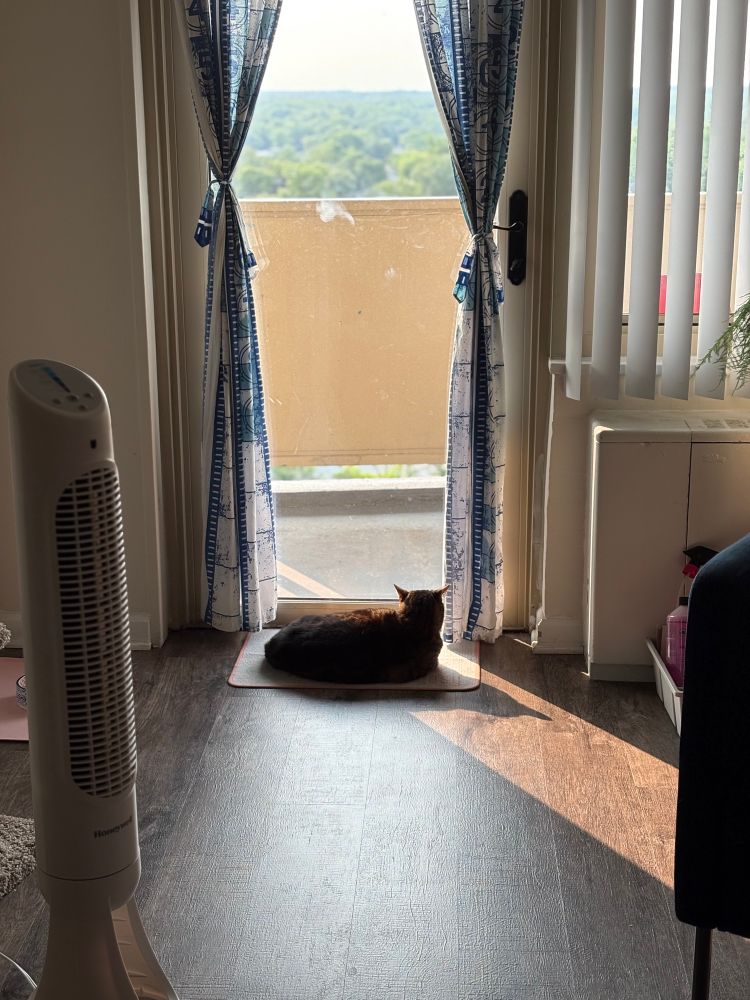A small black and copper tabby sits in a sunbeam looking out of a glass door.