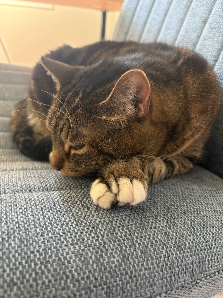 A tabby cat sleeps on a blue chair, her front paws crossed.