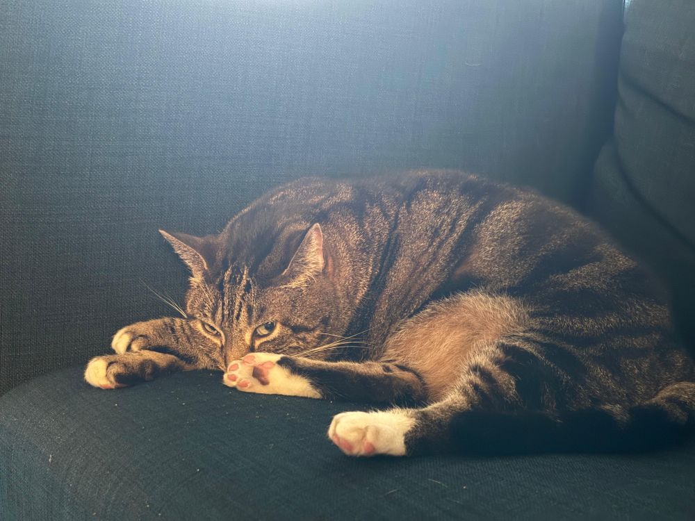 A brown tabby lies on a blue sofa chair, her pink beans clearly visible on her white feets